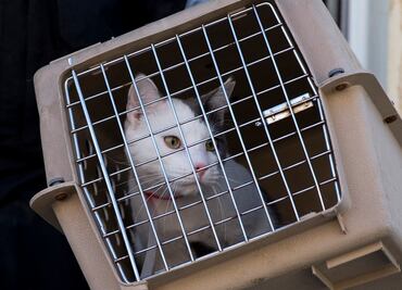 Incendio en refugio animal de Florida deja al menos 20 gatos muertos