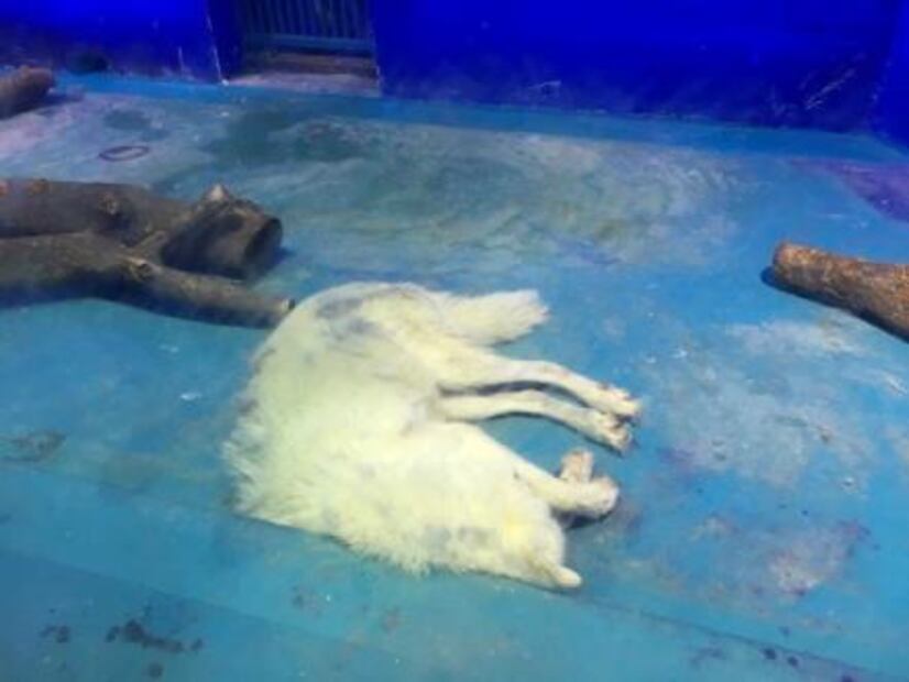 Activistas piden liberar a oso encerrado en centro comercial