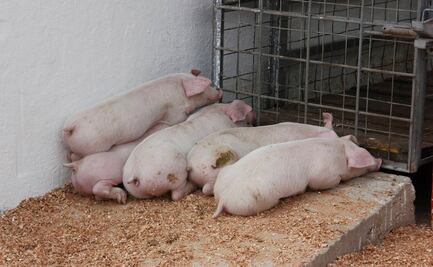 Alertan a México y Centroamérica por brote de peste porcina africana