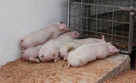 Alertan a México y Centroamérica por brote de peste porcina africana