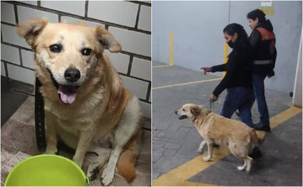 Reclaman a "Miel", perrita rescatada en vías del Metro de la Línea A