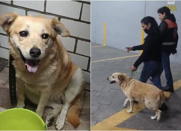 Reclaman a "Miel", perrita rescatada en vías del Metro de la Línea A
