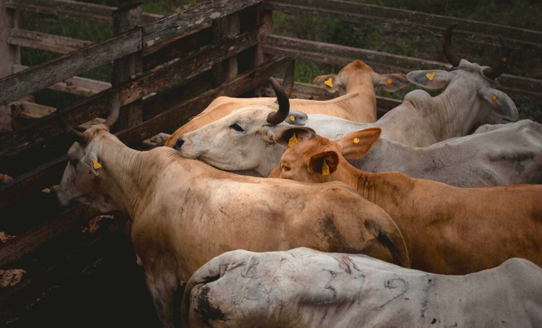 Casos de gusano barrenador. Foto: Especial.