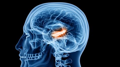 Qué son las "células del tiempo", clave para ordenar nuestros recuerdos