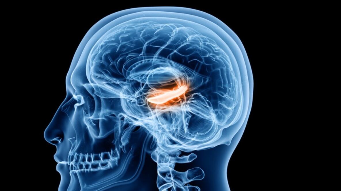 Las células de tiempo se ubican en el hipocampo. Foto: Getty Images vía BBC