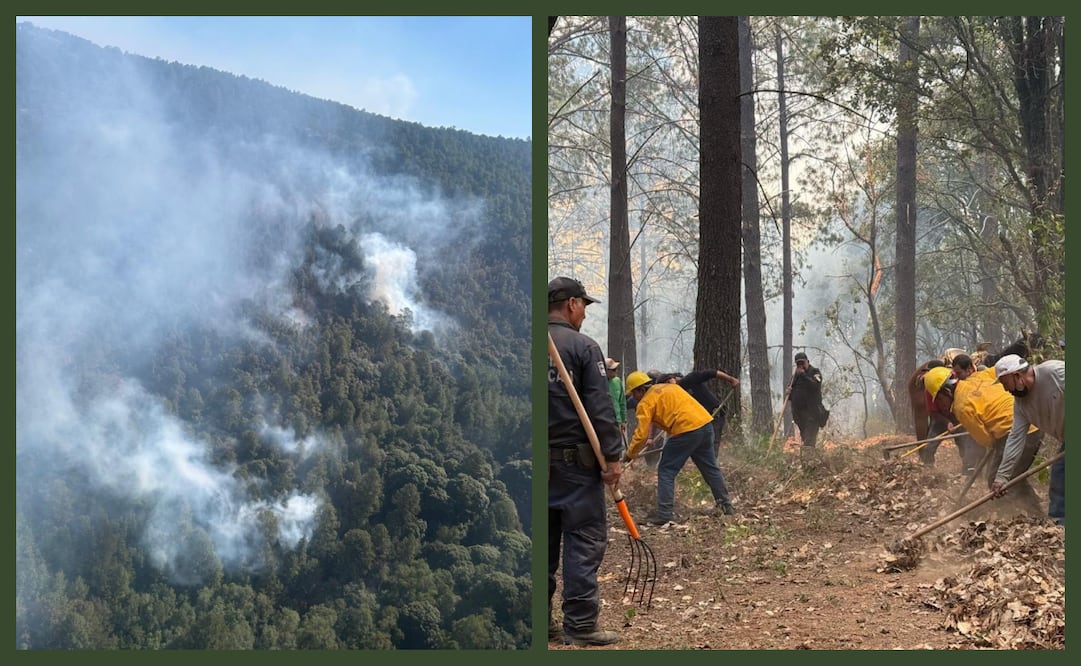 Casi 250 brigadistas continúan laborando con la finalidad de apagar el fuego en el Santuario de la Mariposa Monarca. Fotos: Especial