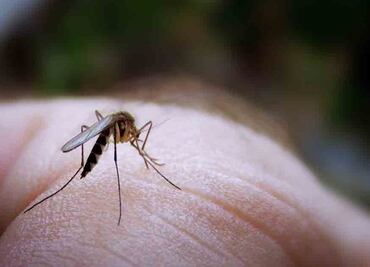 Exige Casa Blanca fondos al Congreso para combatir zika