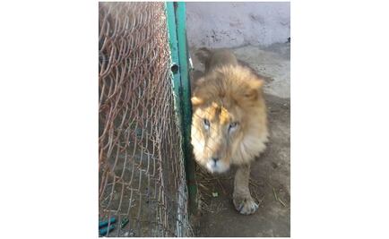 León mata a su cuidador en zoo de Hidalgo