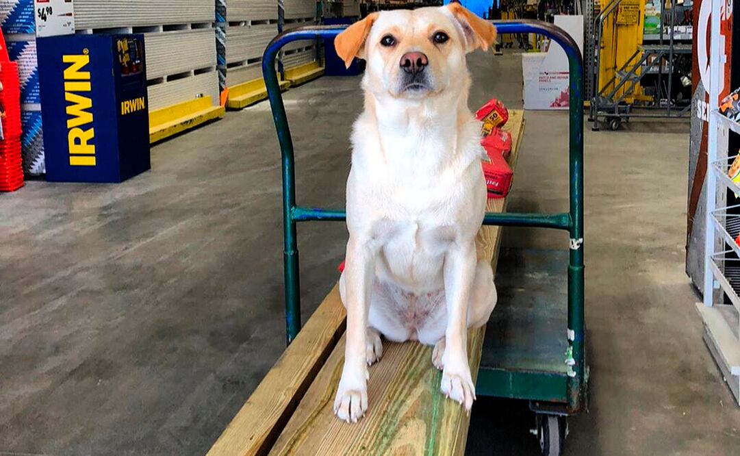 La perra llamada “Bella” estaba adentro de la camioneta de Ben Brengle cuando fue robado la semana pasada (Foto: AP)