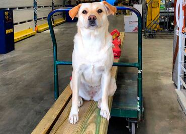 Roban auto con perra adentro; dueño ofrece 10 mil dólares por su mascota en EU