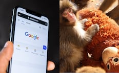 Esto pasa si buscas Punch the monkey en Google; descubre la magia del buscador