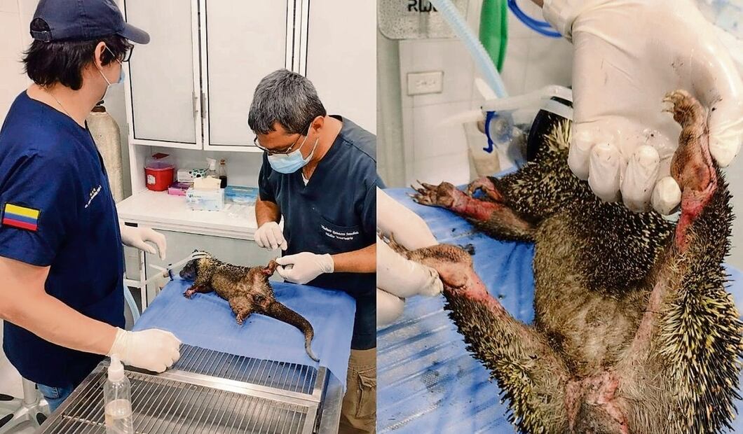 Veterinarios ayudan a un puercoespín rescatado de los incendios en el país sudamericano. Foto: CDMB Colombia