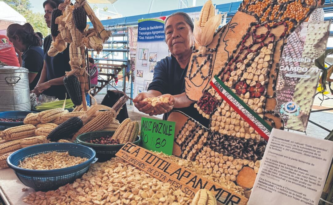 Este año, Morelos obtuvo la distinción de la Sader por la producción del maíz pozolero de mayor peso, porque cada grano alcanza los 1.03 gramos, considerado el mejor a nivel nacional. Foto: de Justino Miranda. El Universal
