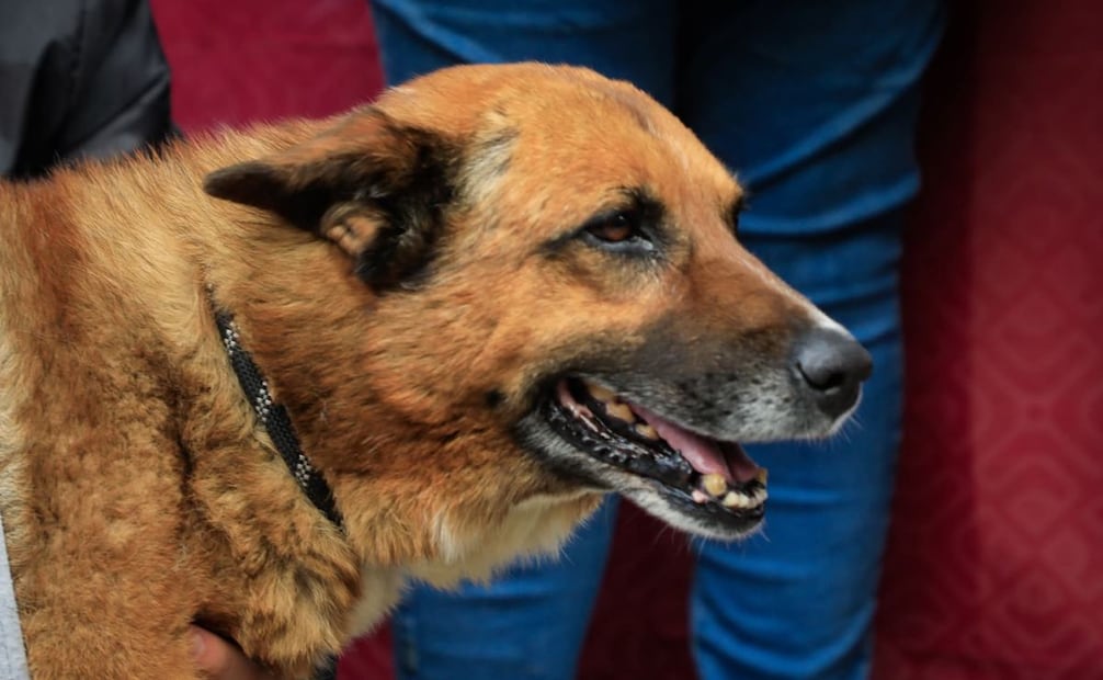 Perro Lobito (16/02/2026). Foto: Especial