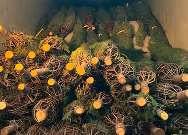 Profepa ha revisado más de 160 mil árboles navideños; busca evitar plagas en el país