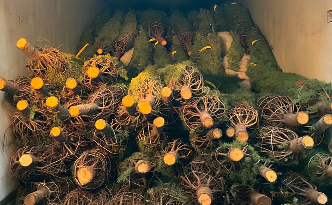 La Procuraduría Federal de Protección al Medio Ambiente (Profepa) informó que al momento ha revisado 164 mil 487 árboles navideños. Foto: Especial