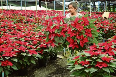 Nochebuena. Seis de cada 10 productores son mujeres