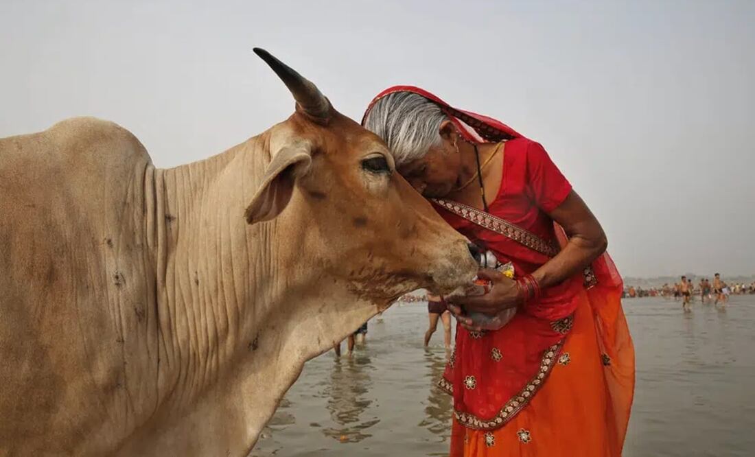 Una mujer adora a una vaca mientras los hindúes ofrecen oraciones al río Ganges, sagrado para ellos, durante el festival Ganga Dussehra en Allahabad, India. Foto: AP
