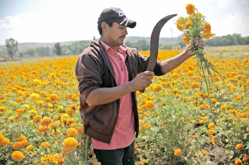 En Copándaro y Tarímbaro cultivan el cempasúchil y mano de león, con una producción estimada para este año de 288 mil 140 y 66 mil manojos (ARMANDO SOLÍS. EL UNIVERSAL)