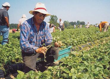Mexico and Canada agree to improve the working conditions of Mexican farmworkers