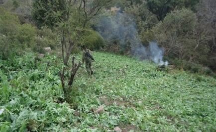 Incineran 120 toneladas de narcóticos en Nayarit