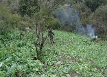 Incineran 120 toneladas de narcóticos en Nayarit