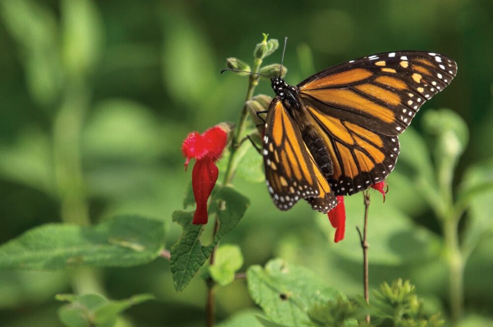 Entre febrero y marzo, el lepidóptero se aparea en los bosques aztecas y sólo 50% de ellas regresa a Canadá, ya que el macho muere a los tres días del apareamiento. Cada año sale de Canadá en agosto y se detiene en el sur de Estados Unidos.