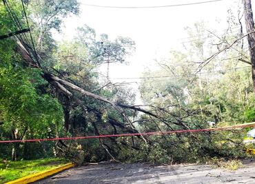 Cae árbol y deja sin luz a vecinos de fraccionamiento Bosques del Lago en Cuautitlán Izcalli