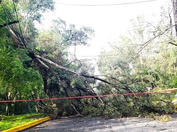 Cae árbol y deja sin luz a vecinos de fraccionamiento Bosques del Lago en Cuautitlán Izcalli
