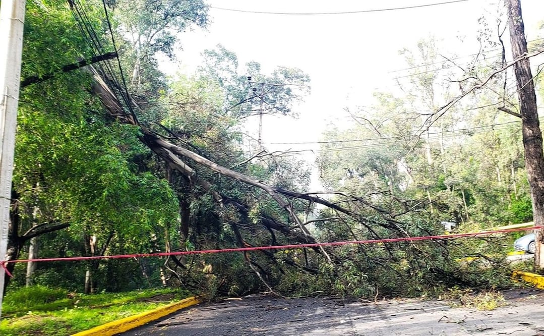 Árbol caído en Cuautitlán Izcalli provoca corte de energía eléctrica. Foto: Especial