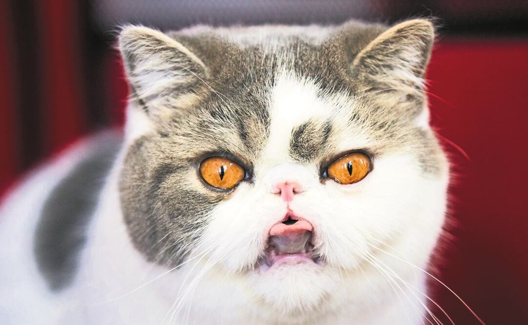 Foto: Xinhua/Zou Zheng, archivo