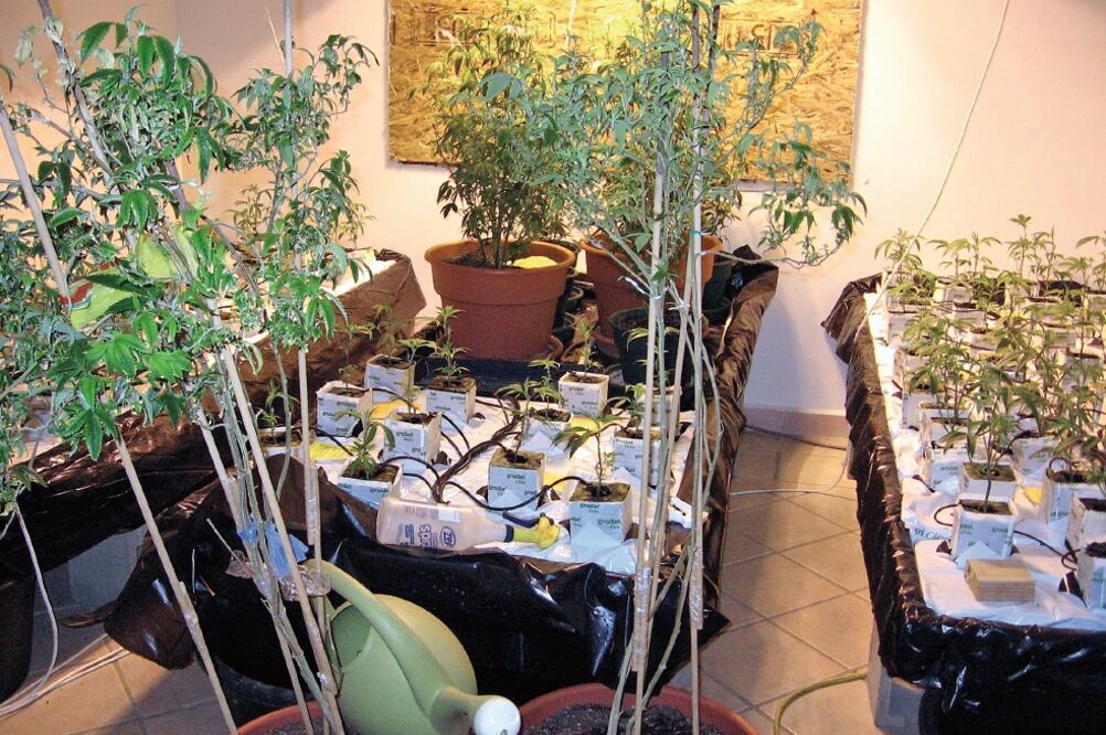 El consumo recreativo de esta hierba es legal en los estados de Colorado, Alaska, Oregon y Washington, por lo que cada vez es más común encontrar siembras en los hogares (ARCHIVO EL UNIVERSAL)