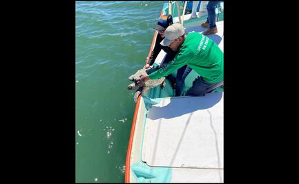 Rehabilitan y liberan a una tortuga carey en bahía de Santa María, Sinaloa