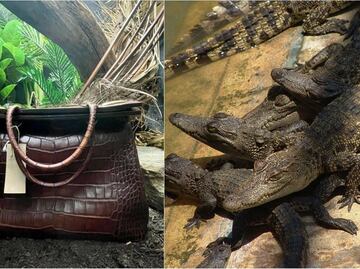 Zoológico exhibe bolso de piel de cocodrilo en sustitución de la especie y se hace viral