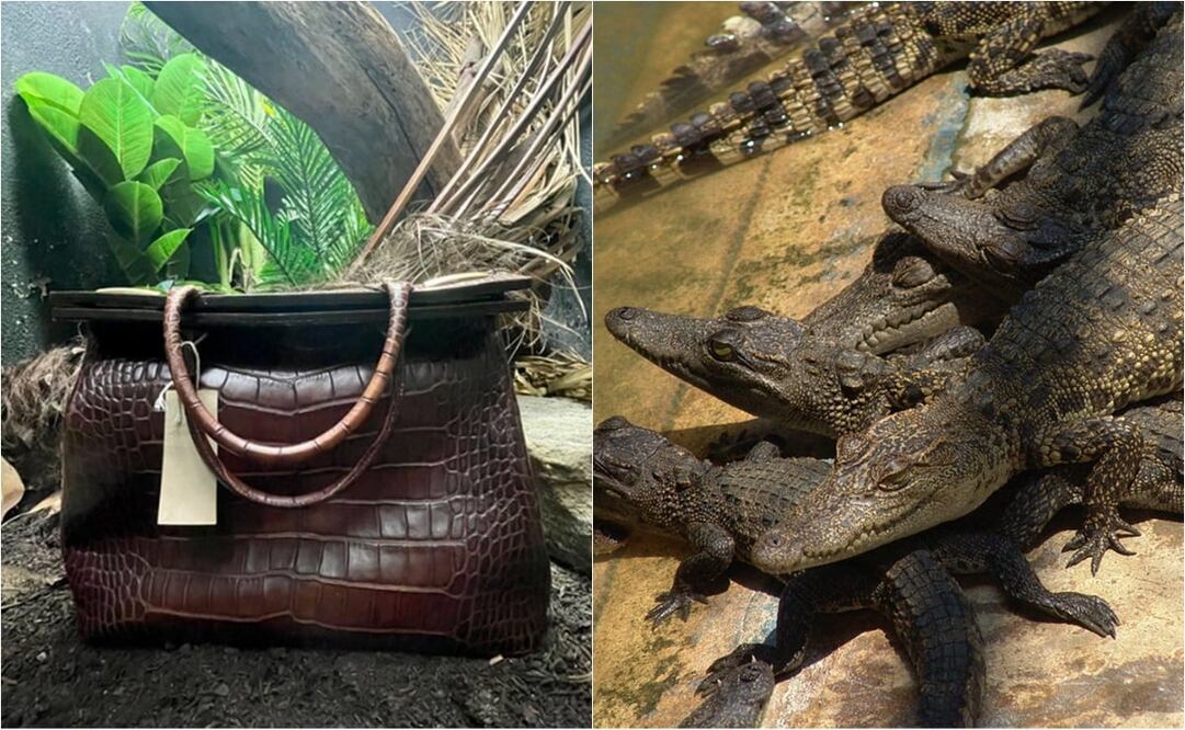 Foto: Twitter y Especial