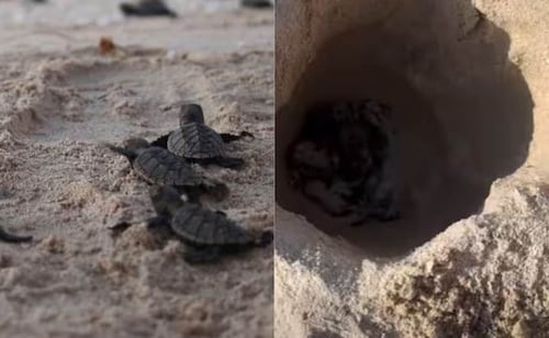 Hallan muertas a 13 crías de tortuga en playas de Yucatán; activistas atribuyen el hecho a ataque de perros ferales