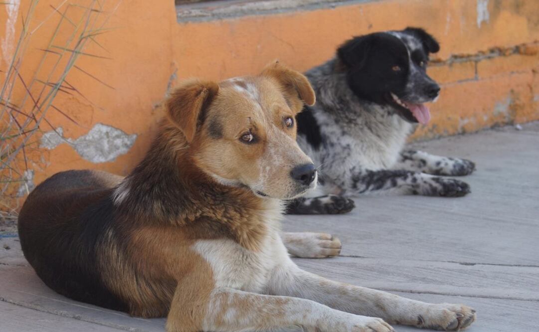 Un Juez de Control encontró penalmente responsable de delitos contra los animales a Andrés "N", quien en marzo del año pasado atacó a machetazos a los dos animales en el municipio de Tehuacán. Foto: Archivo EL UNIVERSAL