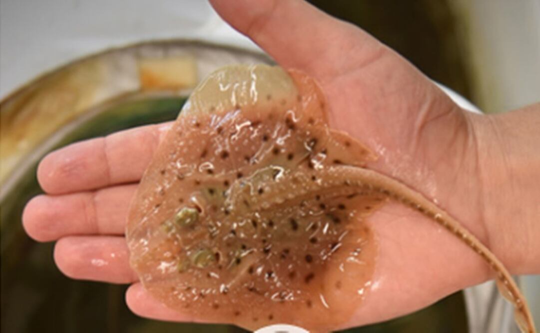 El problema estribaba en cómo conseguir la relajación de las aletas. FOTO: Especial