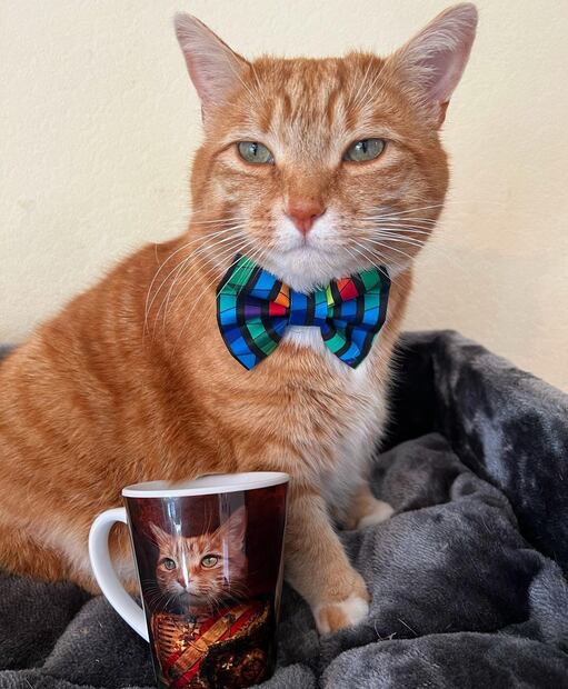 Gato. Fuente: Instagram @a_ginger_cat_named_rascal