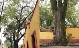 Declaran a fresno de Santa Catarina como Patrimonio Natural de la CDMX; suman 12 árboles protegidos