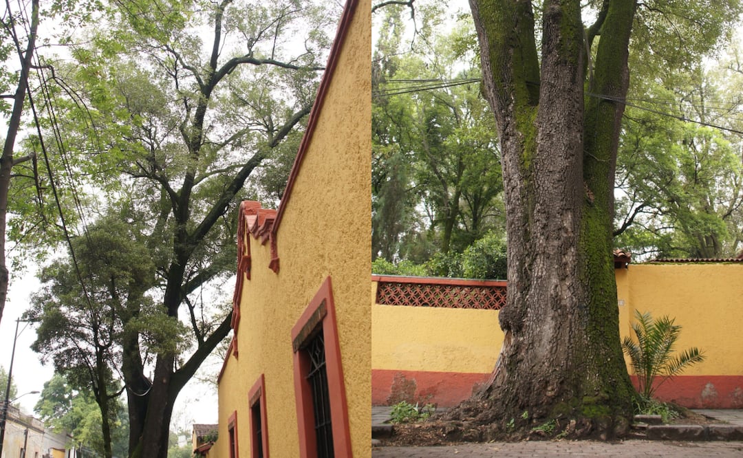 Declaran a fresno de Santa Catarina como Patrimonio Natural de la CDMX; suman 12 árboles protegidos. Foto: Patrimonio Cultural y Conservación