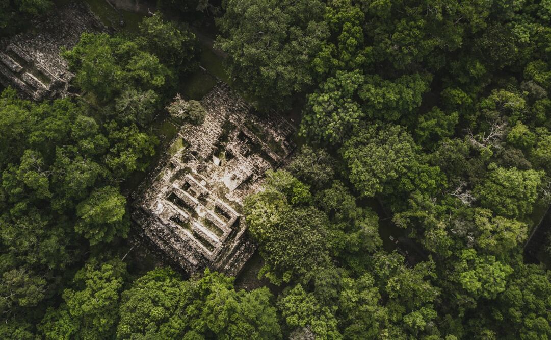 En Calakmul, una de las reservas naturales por donde pasará el Tren Maya, se halla el 80% de especies de la Península de Yucatán. Foto: iStock