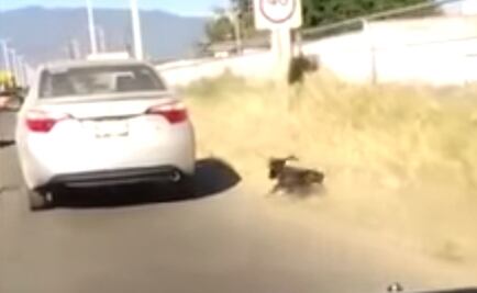 Identifican a mujer que arrastró a perro; la citan a declarar