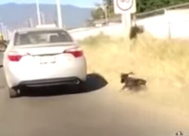 Identifican a mujer que arrastró a perro; la citan a declarar