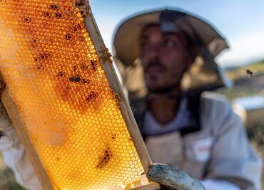 Detectan compuestos radiactivos en miel de abeja de EU a más de 50 años de lluvia nuclear