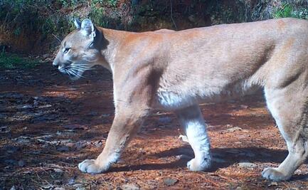 Niño mazateco muere tras ser atacado por un puma en Oaxaca 