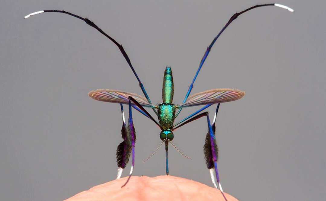 El mosquito "más hermoso del mundo" y otras imágenes del concurso más prestigioso de fotografía de la naturaleza