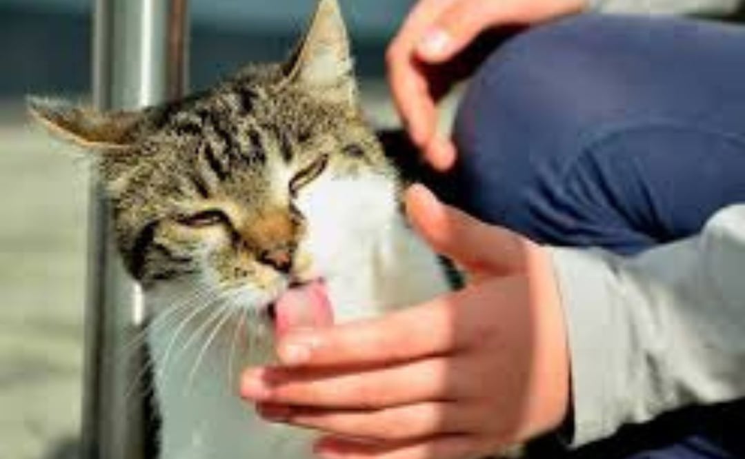 El significado de que un gato te lama las manos. Fuente: Freepik.