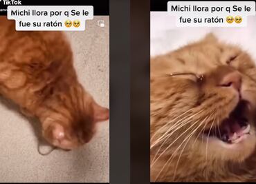 Video de gato que llora porque se le escapó su ratón es viral en TikTok