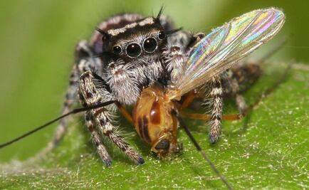 Las arañas devoran hasta 800 millones de toneladas de presas al año